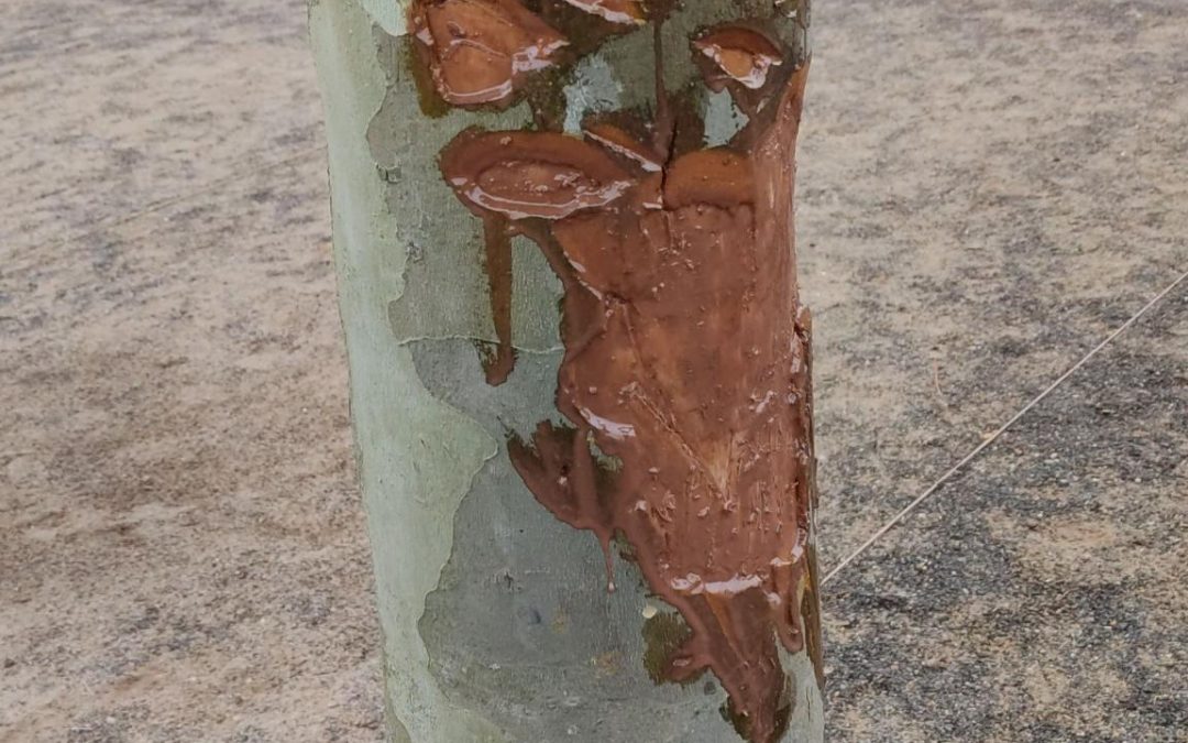 Vandalismus auf dem Boulegelände